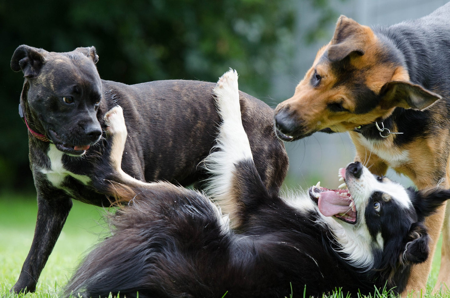 Importance of Dog Socialization & How to Socialize